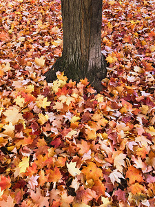 Leaves Me Stumped 1A