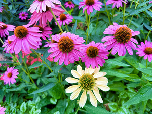 Pink & Cream Petalscape
