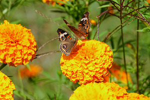 In Bloom and Flight: A Conversation in Color