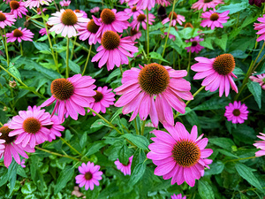 Field of Echinacea Dreams