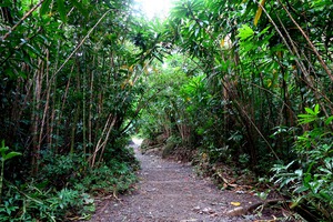Hiking Hawaii