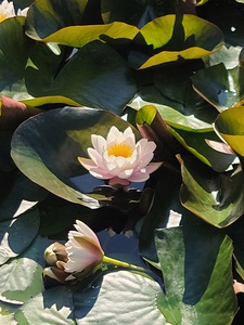 Sun-Kissed Petals: A Lilys Morning