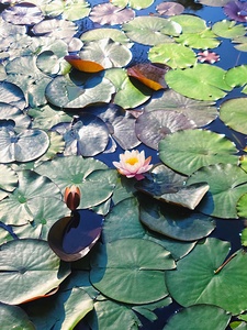 Lotus Lily Love: Promise of the Bloom