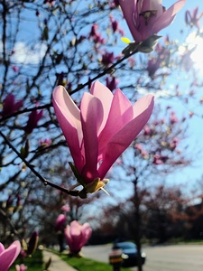 A Magnolia Moment in the Middle of Everything
