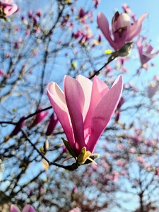 A Magnolias First Embrace of Light