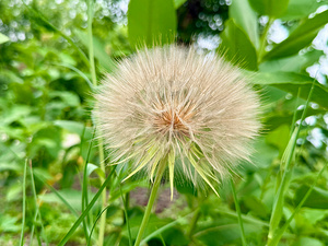 The Last Wishkeeper: Holding Dreams Before the Wind