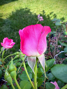 Velvet Guard of the Gardens Heart