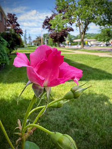 Petal by Petal: Becoming Beautiful Without Permission