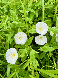 Clustered Bindweed Flowers
