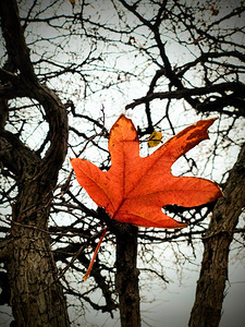 A Fallen Farewell: One Last Note