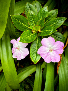 Twin Beauty & Symmetry