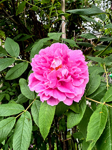 Wild Grace: The Rugosa Bloom