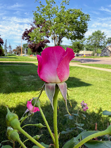 Petalbound: The Secret Just Before Beauty Speaks