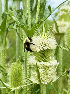 Teasel’s Midday Guest