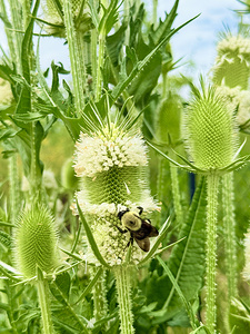 Nature’s Bristle Crown