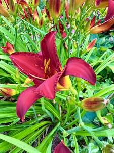Royal Daylily Portrait
