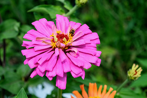 Buzzing Secrets of a Summer Queen