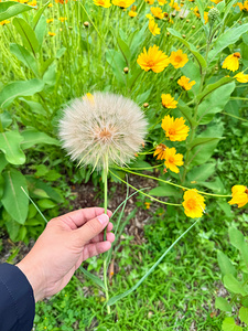 Cartography of a Wish