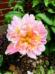 Raspberry Sundae: The Painter’s Peony