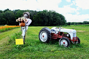Tractor and Scarecrow: Whimsy on the Windrows