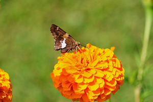 Marigold Thrones and Winged Kings