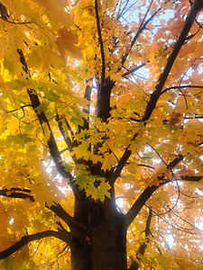 Golden Hour Tree Time: Crowned by Fall