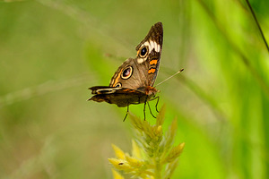 Buckeye Butterfly: Nature’s Tiny Oracle