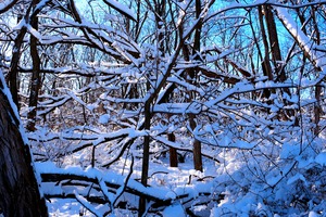 Frozen Limbs 2B