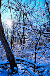 Frozen Limbs 3