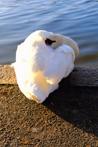 Swan at Rest