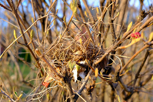 Sanctuary Among Branches