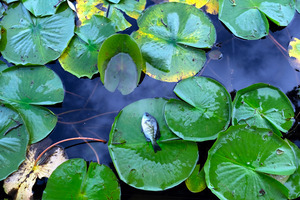 Resting Above the Depths