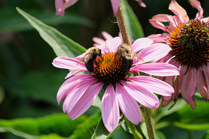 The Harmony of Pollination: Twin Bees on a Purple Coneflower