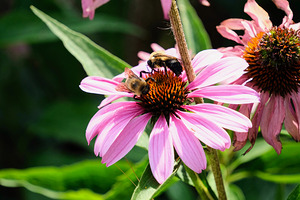 Duo at Dawn: Bees on the Coneflower’s Crown