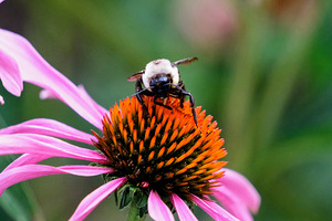 The Golden Heart of the Purple Coneflower