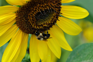 Bee Under the Sunflower:  The Architect of Harvest