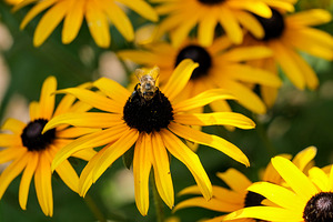 Bee One with Black-Eyed Susan