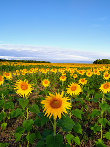 Sunflower Field of Sunshine