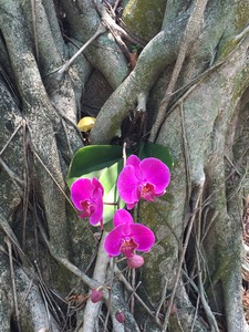 Natural Orchid 1