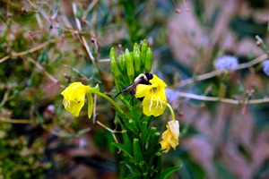 To Bee or Not to Bee  3   -- The Struggle Is Real