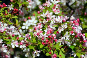 A Berry Cherry Blossom Day to You