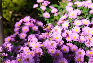 Pink Daisies 