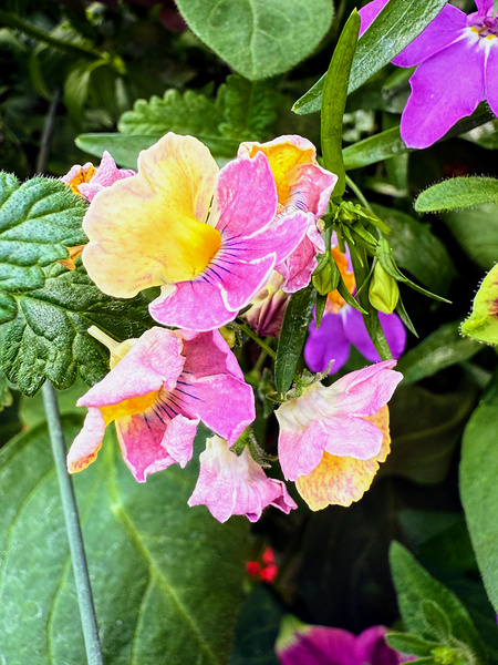 Vibrant Garden Bloom – Colorful Flower Close-Up with Lush Greenery-2 Print