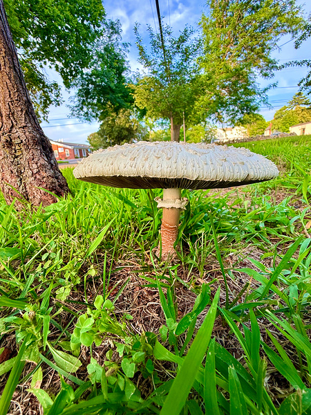 The Lowland Throne Print