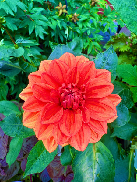 Dahlia Inferna: The Flame That Blossoms Print