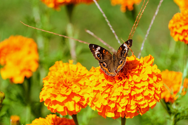 Buckeye Butterfly on Marigold: The Secret Life of Wings and Petals Print