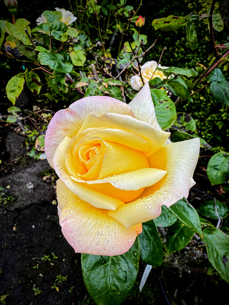 Alchemy in Bloom Print