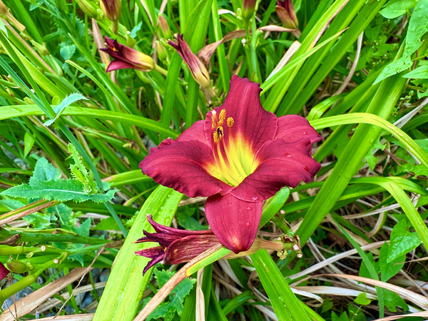 Fireheart Daylily Print