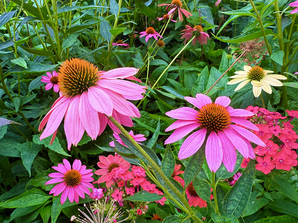 Coneflower Chorus Print