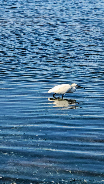 The Silent Hunt: A Lone Heron in Blue Print